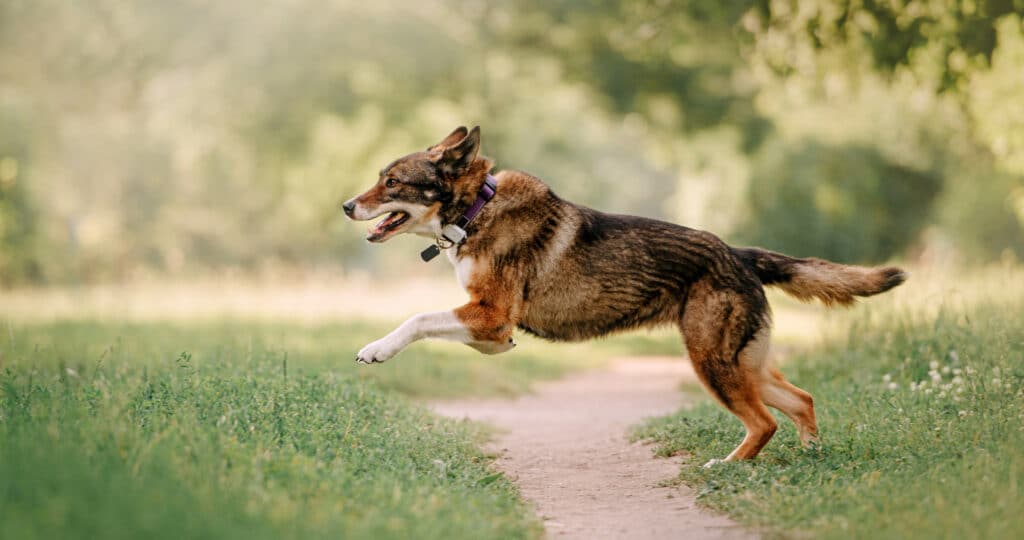 Meilleur traceur GPS Animaux